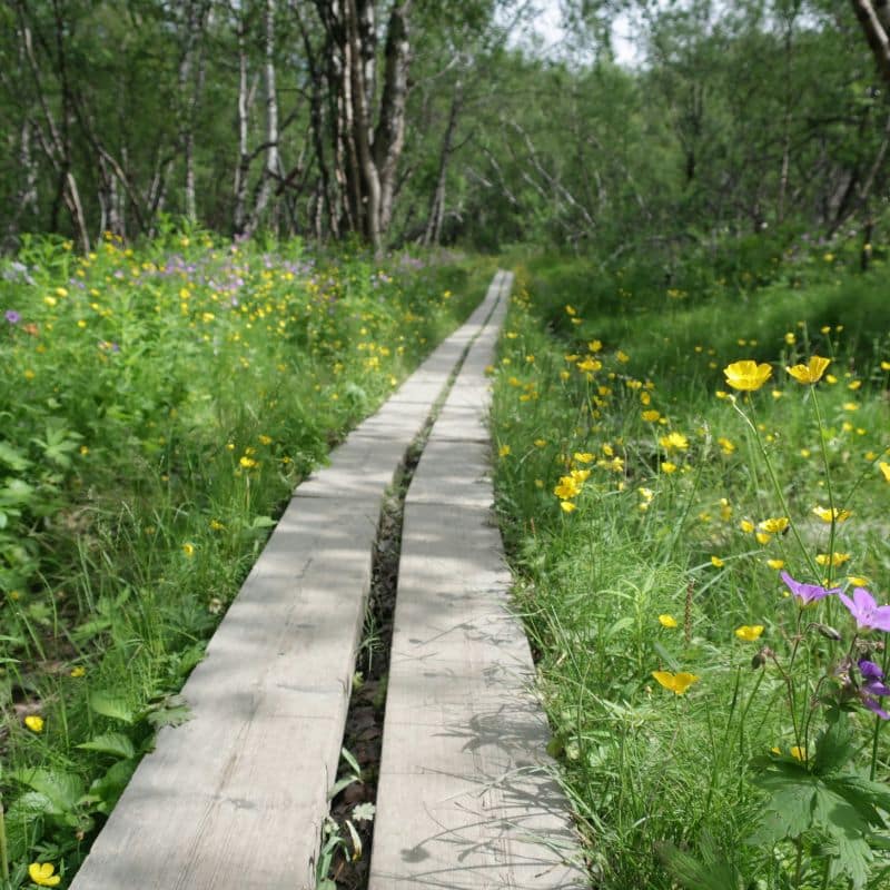Wandelen in Lapland in het voorjaar wanneer alles in bloei staat