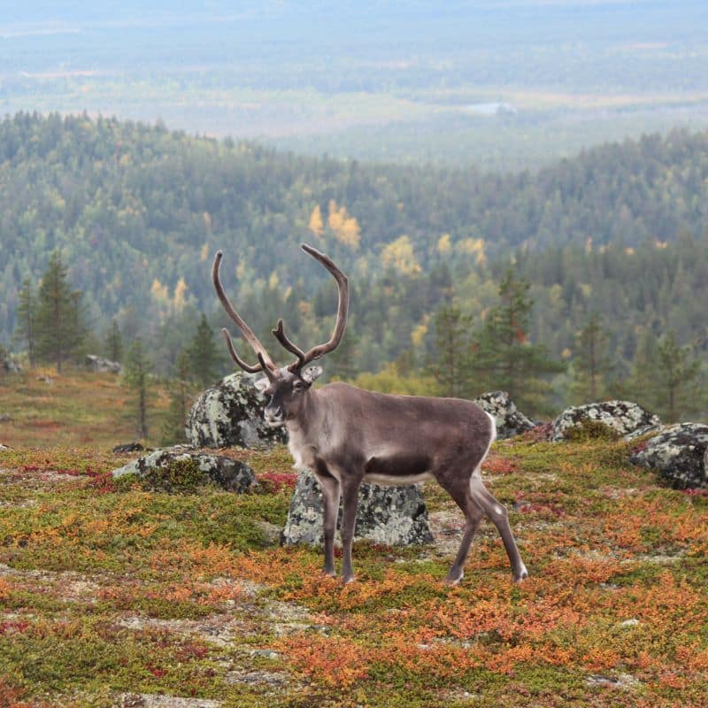 Lapland vakantie in het najaar met de mooie herfstkleuren