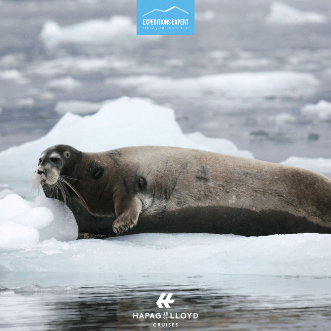 Walrussen, ijsberen en walvissen spotten in Spitsbergen en Svalbard