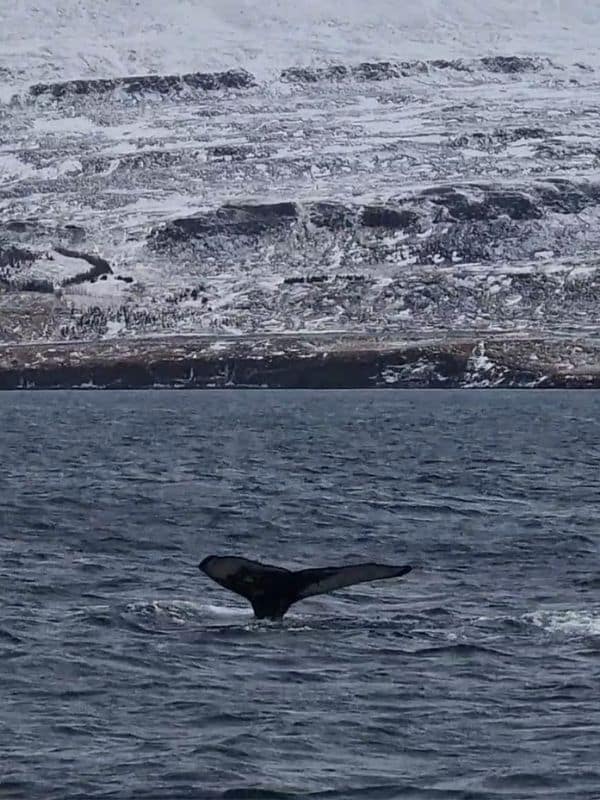 Walvissen spotten in het noorden van IJsland tijdens boottour